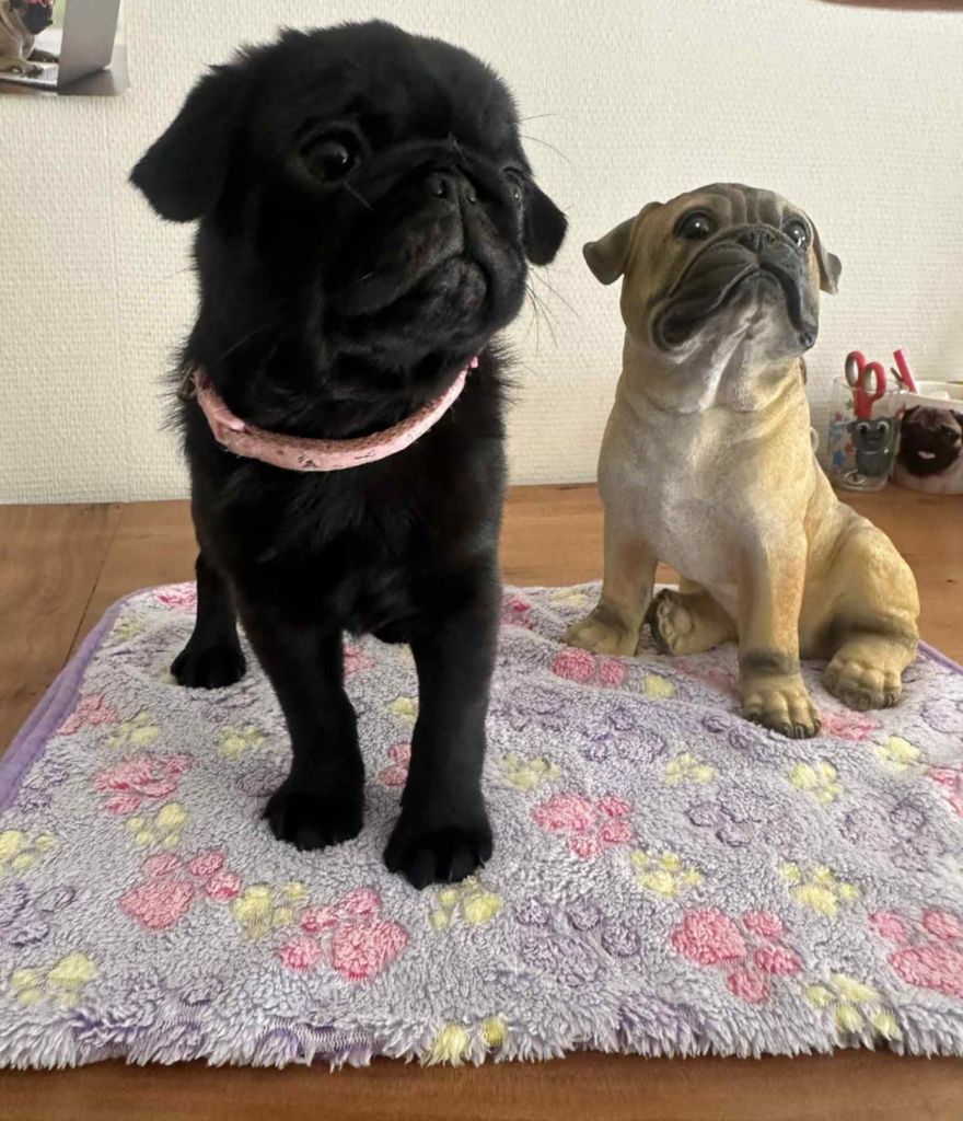 Stephanie Marcillaud - Chiots disponibles - Carlin