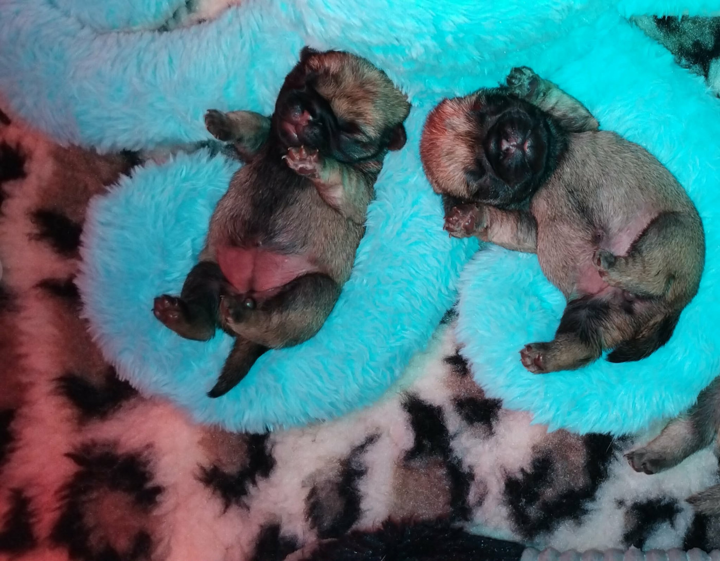 Stephanie Marcillaud - Carlin - Portée née le 13/02/2026