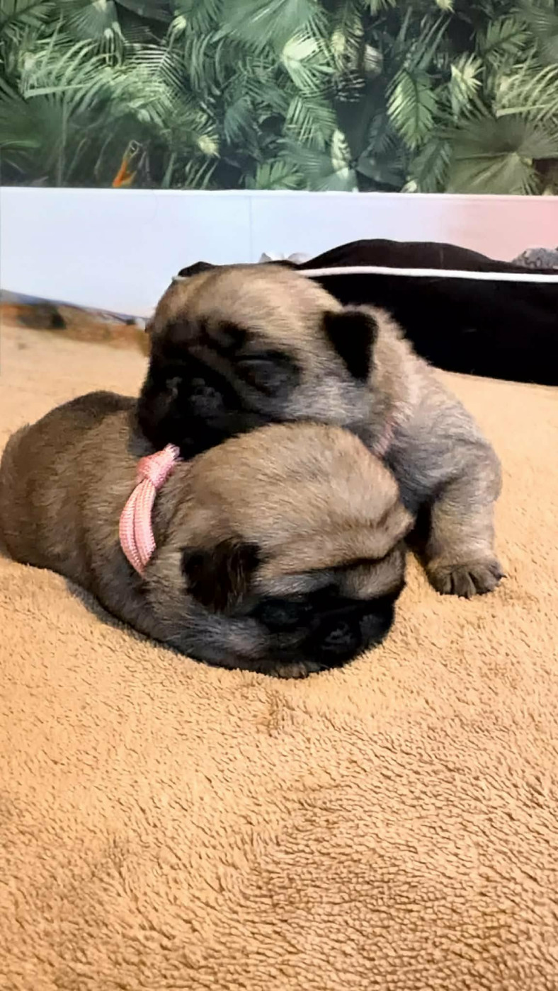 Chiot Carlin Stephanie Marcillaud