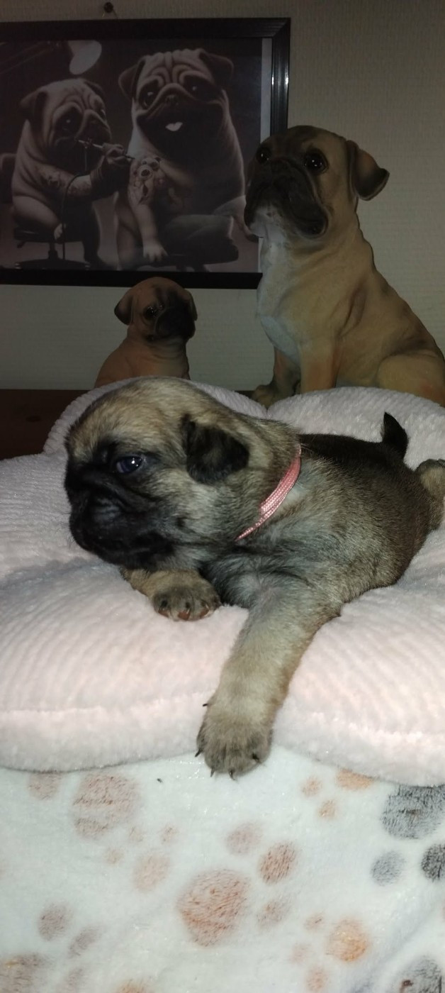 Stephanie Marcillaud - Chiots disponibles - Carlin