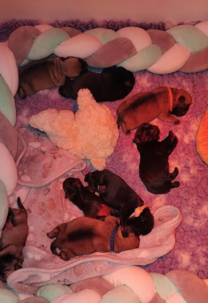 Chiot Carlin Stephanie Marcillaud