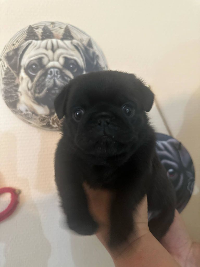 Stephanie Marcillaud - Chiots disponibles - Carlin