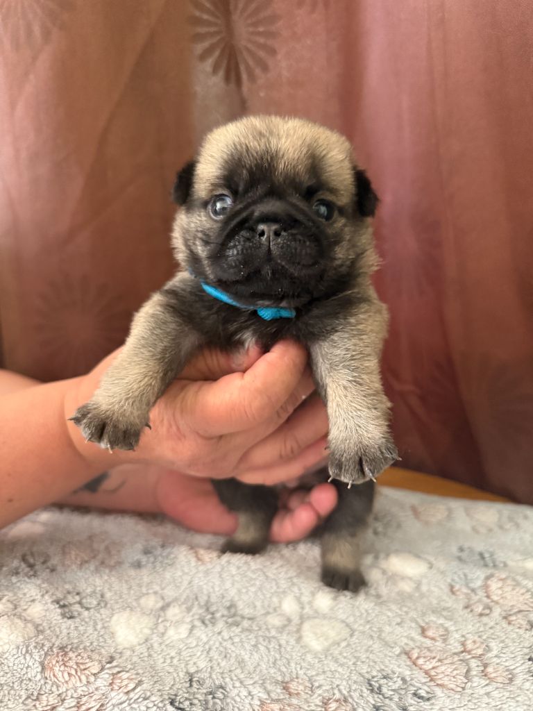 Stephanie Marcillaud - Chiots disponibles - Carlin