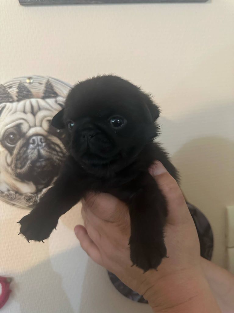 Stephanie Marcillaud - Chiots disponibles - Carlin