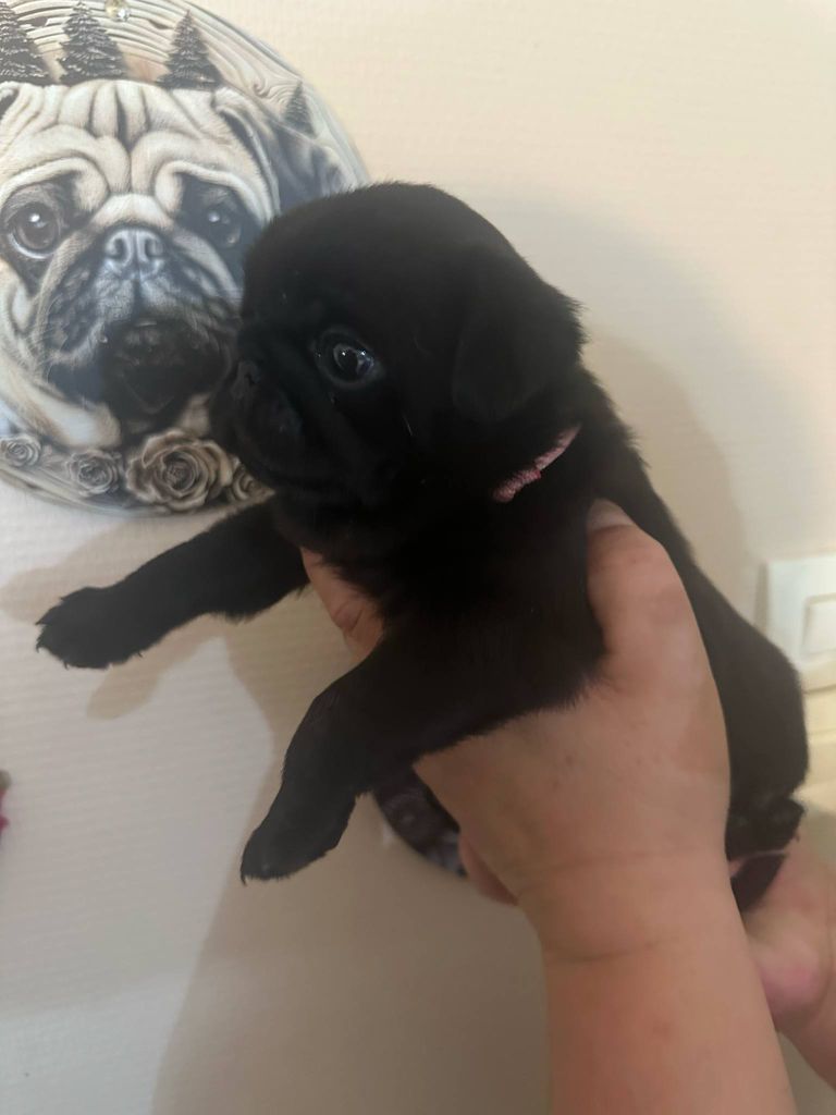 Stephanie Marcillaud - Chiots disponibles - Carlin